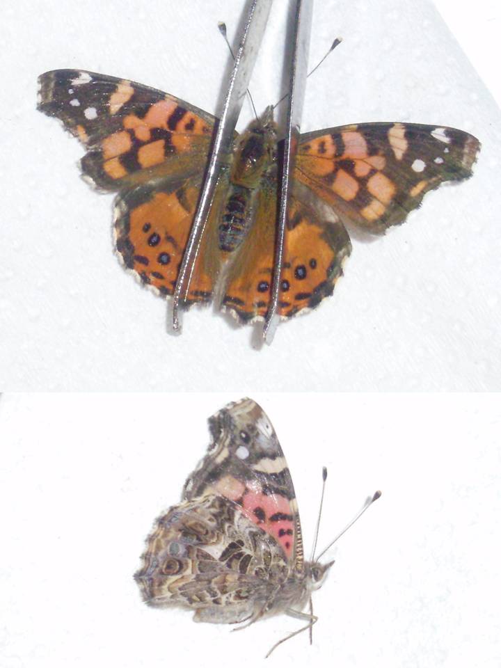 FIGURE 3e FIGURE 3e